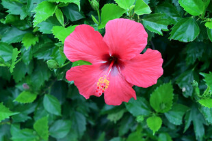 扶桑花
