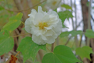 白色木芙蓉花