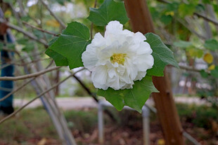 白色木芙蓉花