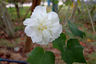 白色木芙蓉花