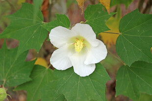 白色木芙蓉花