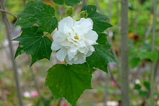 白色木芙蓉花