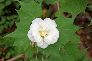 白色木芙蓉花