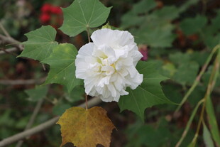 白色木芙蓉花