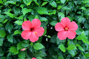 扶桑花