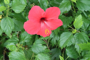 扶桑花