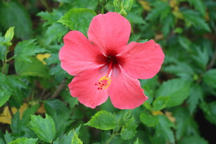 扶桑花
