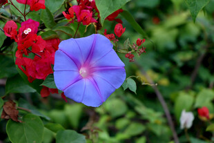 牵牛花