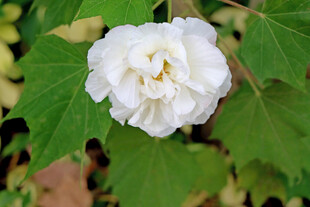 白色木芙蓉花