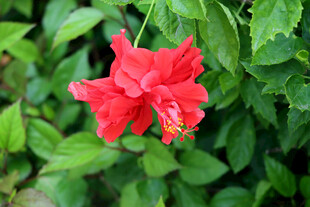 扶桑花