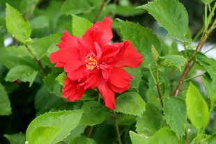 扶桑花