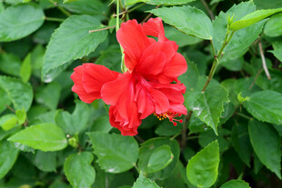 扶桑花