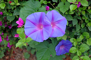 牵牛花