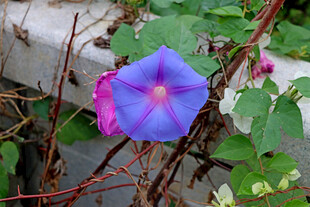 牵牛花