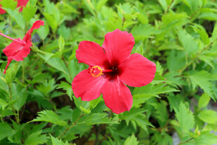 扶桑花