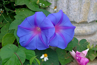 牵牛花