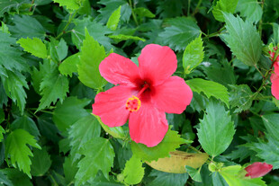 扶桑花