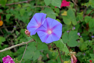 牵牛花