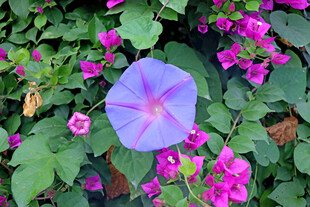 牵牛花