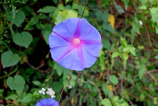 牵牛花