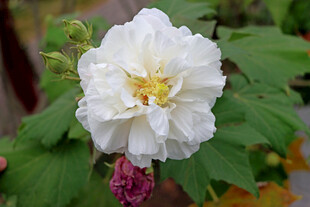 白色木芙蓉花