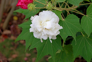 白色木芙蓉花