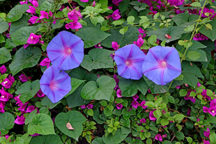 牵牛花