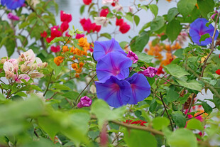牵牛花
