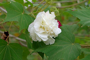 白色木芙蓉花