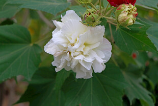 白色木芙蓉花