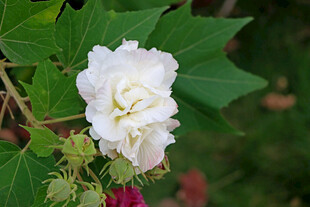 白色木芙蓉花