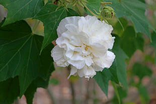 白色木芙蓉花