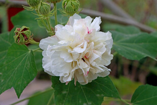 白色木芙蓉花