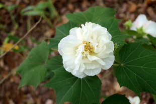 白色木芙蓉花