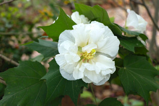 白色木芙蓉花