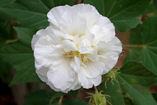 白色木芙蓉花