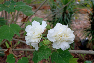 白色木芙蓉花