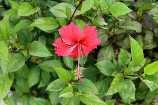扶桑花