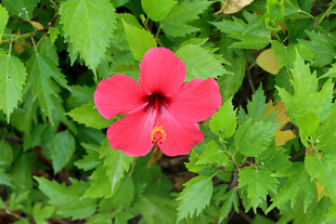 扶桑花