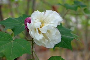 白色木芙蓉花