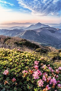 杜鹃花