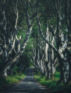 林荫小路