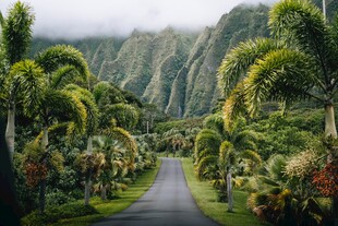 绿色植物公园
