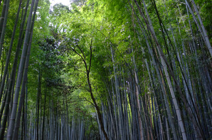竹林