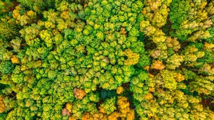 茂密树林鸟瞰图