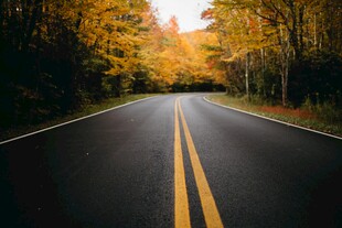 树林公路