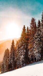 雪松