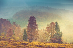 山