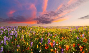 午后黄昏花草