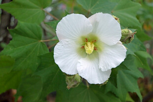白色木芙蓉花